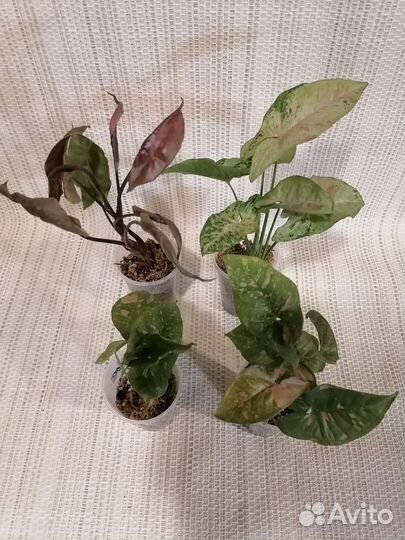 Комнатные растения в ассортименте