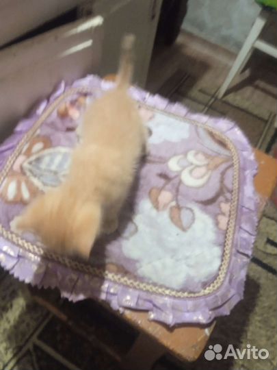 Котёнок мальчик в добрые руки