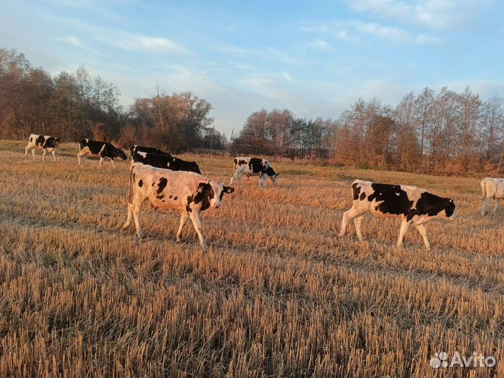 Продам телят бычки 25.голов