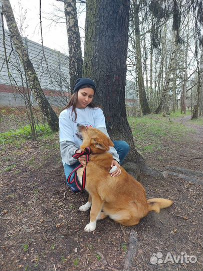 Услуги кинолога