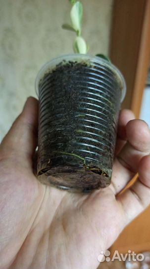 Редкая Хойя cumingiana albomarginata