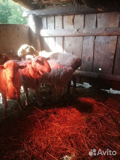 Баран на племя