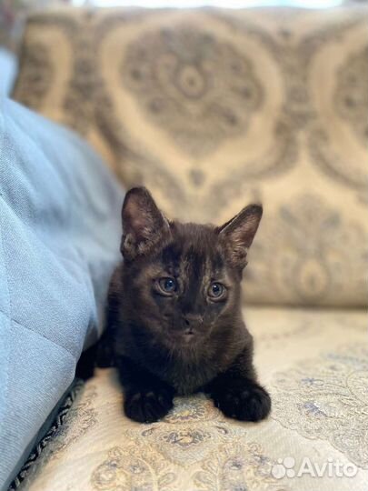 Котик чаузи ф1 гризли