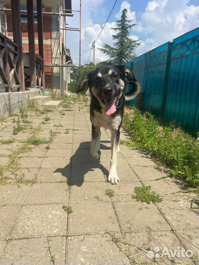 Собачка в добрые руки