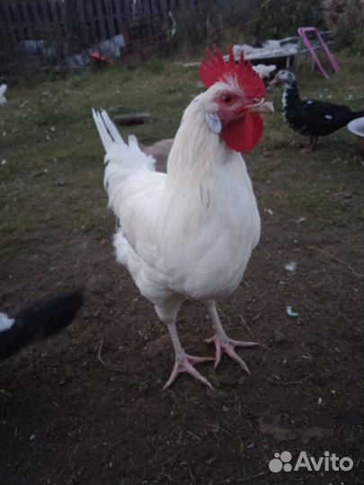 Петухи