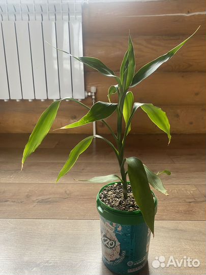 Драцена бамбук