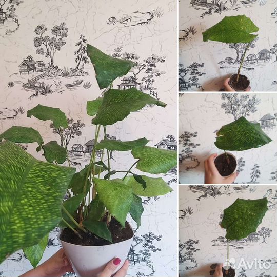 Калатея мозаичная Нетворк