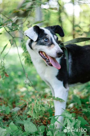 Нюра, несчастная собака. Помогите ей