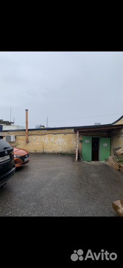 Лосось (семга)