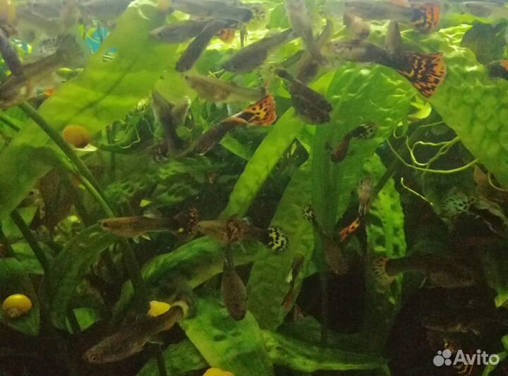 Рыбки гуппи