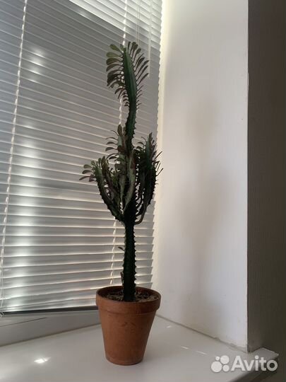 Молочай трехгранный, Эуфорбия, Аллоэ