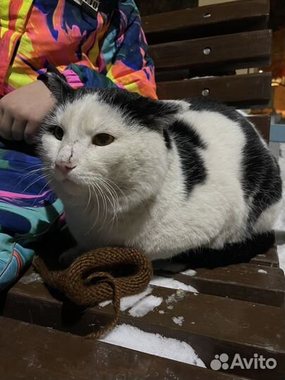 Добрый котик ищет дом