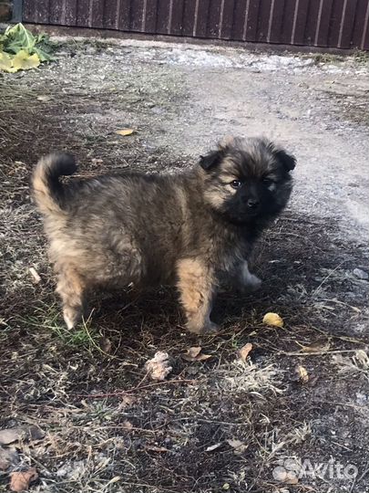 Ищем дом для щенят