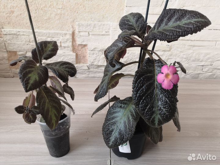 Комнатные растения цветы и в школу