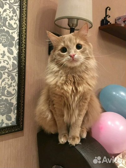 Кастрация кота в любом районе спб. Ветврач на дом