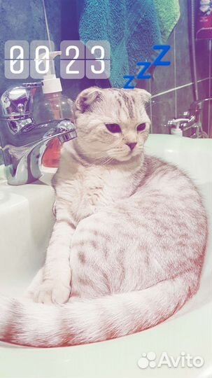 Шотландский кот вязка