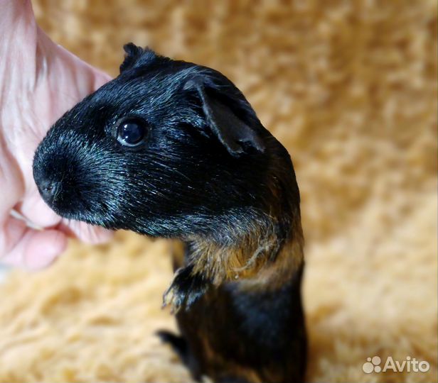 Девчушка морская свинка, пестрая