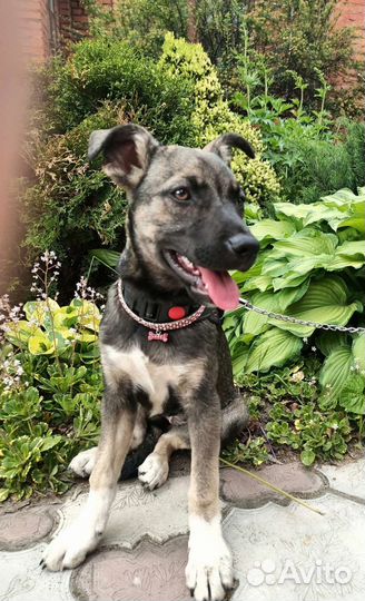 Щенуля - Лейла