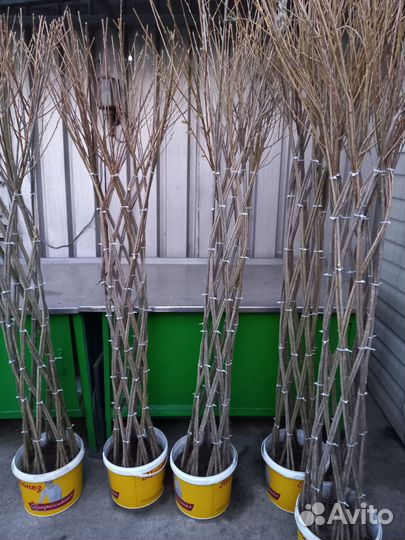 Пальма сибирская из ивы