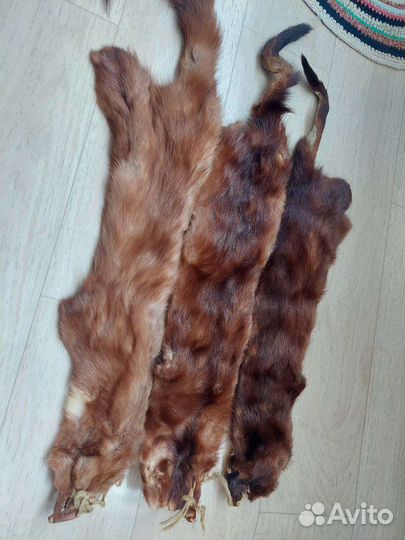 Шкурки норки