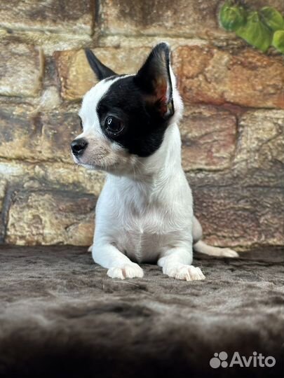 Гарик мальчик РКФ