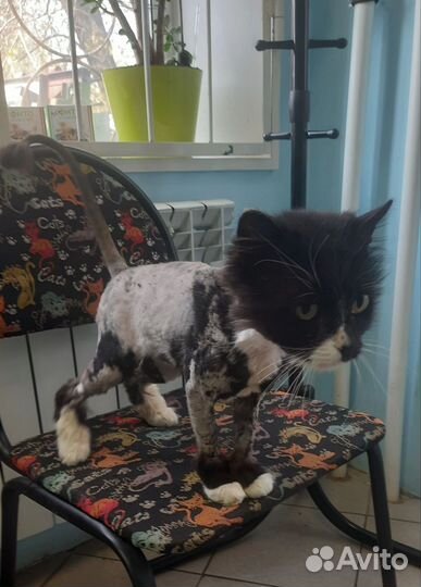 Очень нужен дом