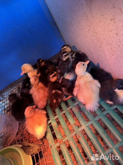 Инкубационное яйцо утки индийский бегунок