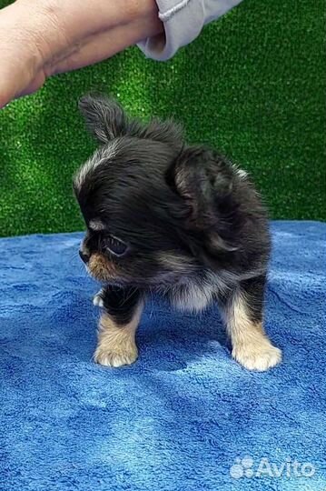 Чихуахуа длинношерстный мальчик