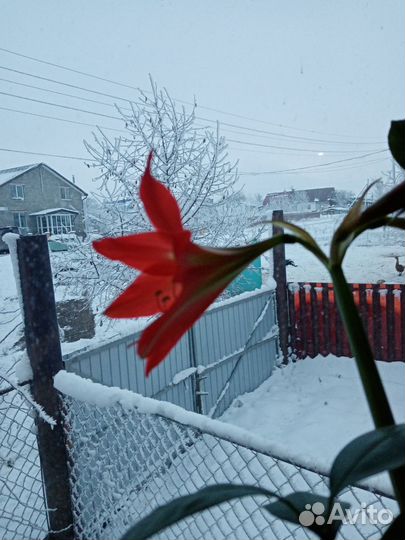 Спатифиллум