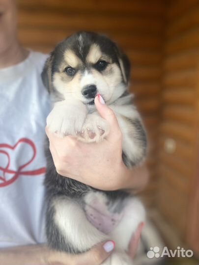 Бигль-хаски