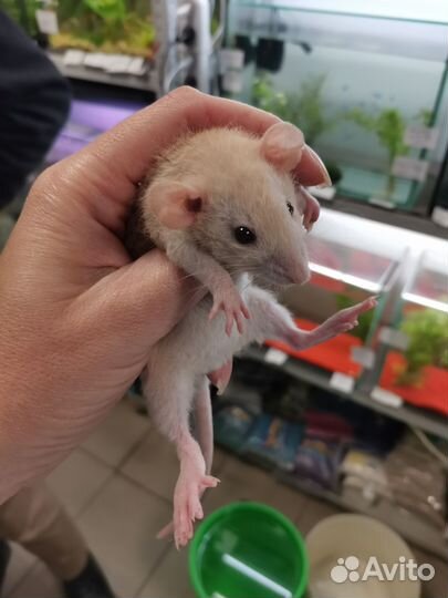 Крыса дамбо