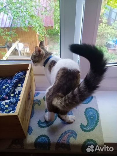 Котик Базиль