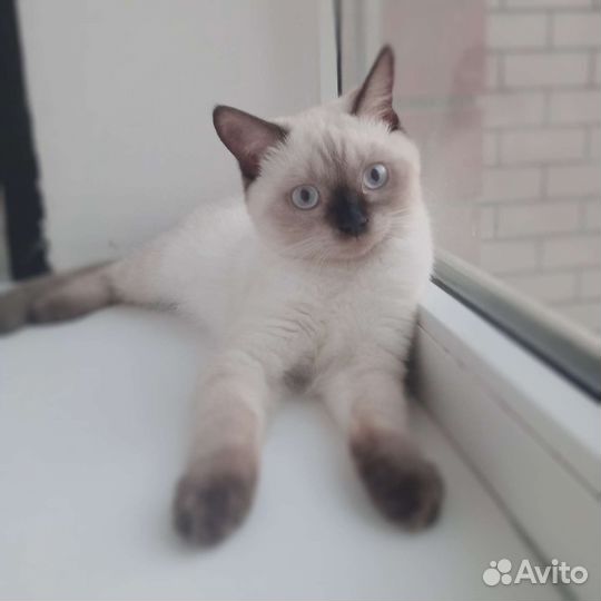 Британские девочки