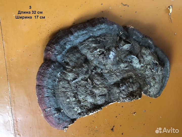 Грибы трутовики