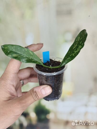 Хойи часть 4