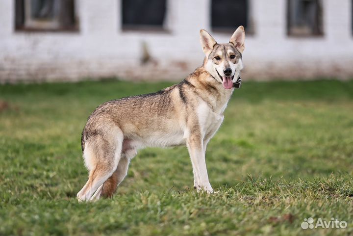 Метис лайки в дар в добрые руки