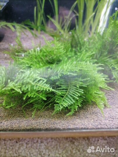 Аквариумные растения