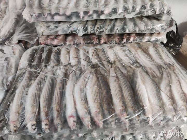 Журалка черноморская