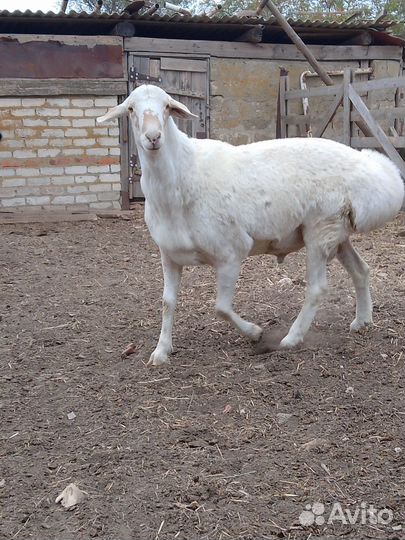Баран на племя Гиссар Афганец