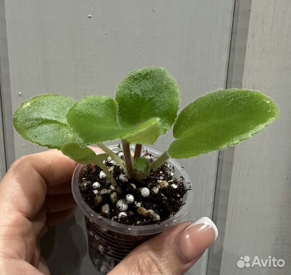 Фиалка сорт ав-Джоли