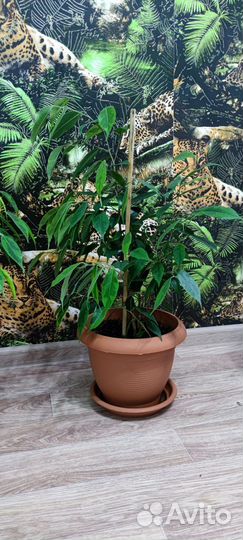 Фикус бенджамина большой и поменьше