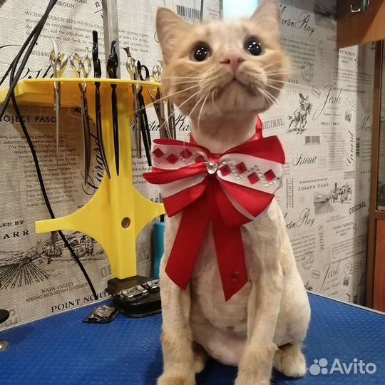 Стрижка кошек (груминг)