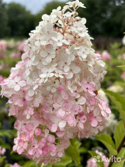 Гортензия Ванила Фрайз