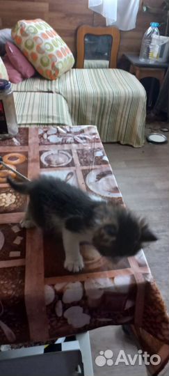 Отдам в хорошие руки котенка