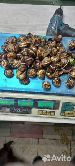 Улитки виноградные