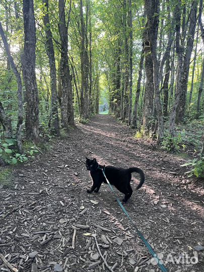 Кот обыкновенный, уличный