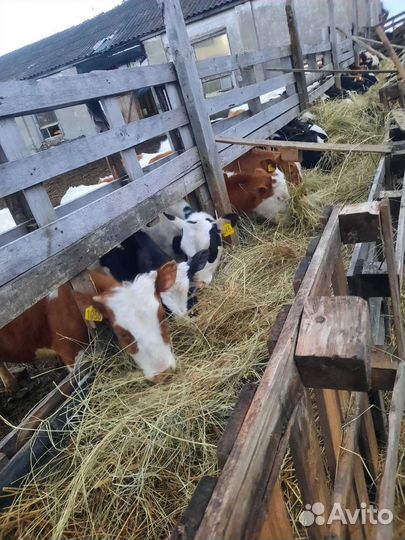 Коровы, бычки, телят