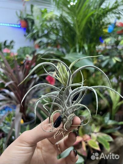 Тилландсия атмосферная