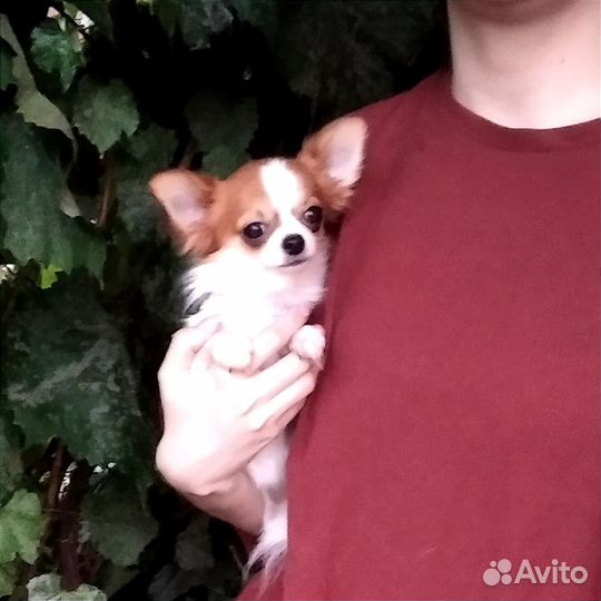 Чихуахуа супермини Эксклюзив