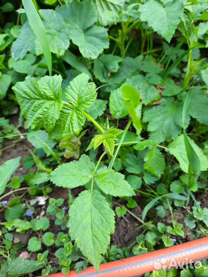 Саженцы малины, тибетской малины